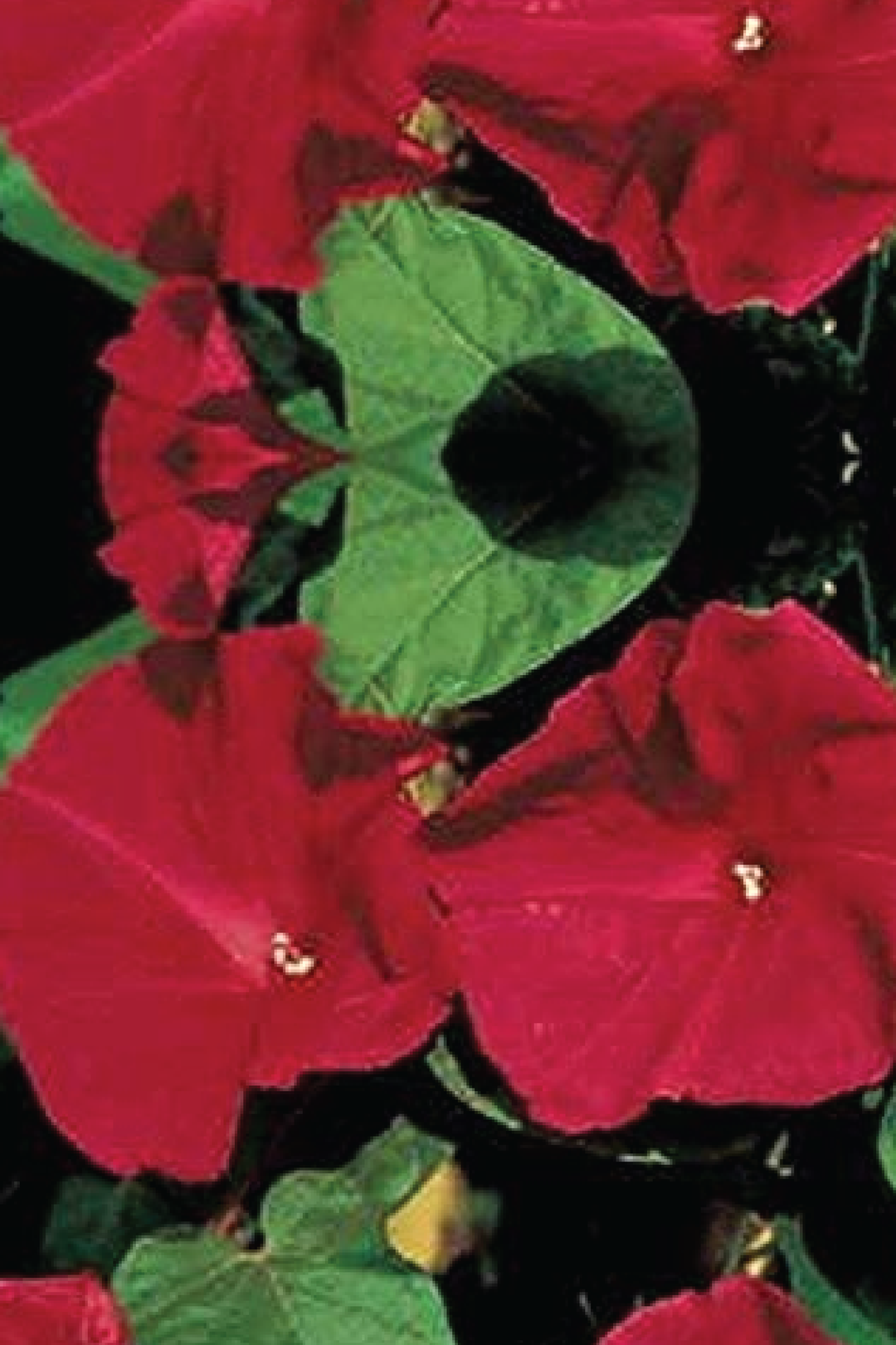 MORNING GLORY SEEDS <br> بذور زهور مجد الصباح
