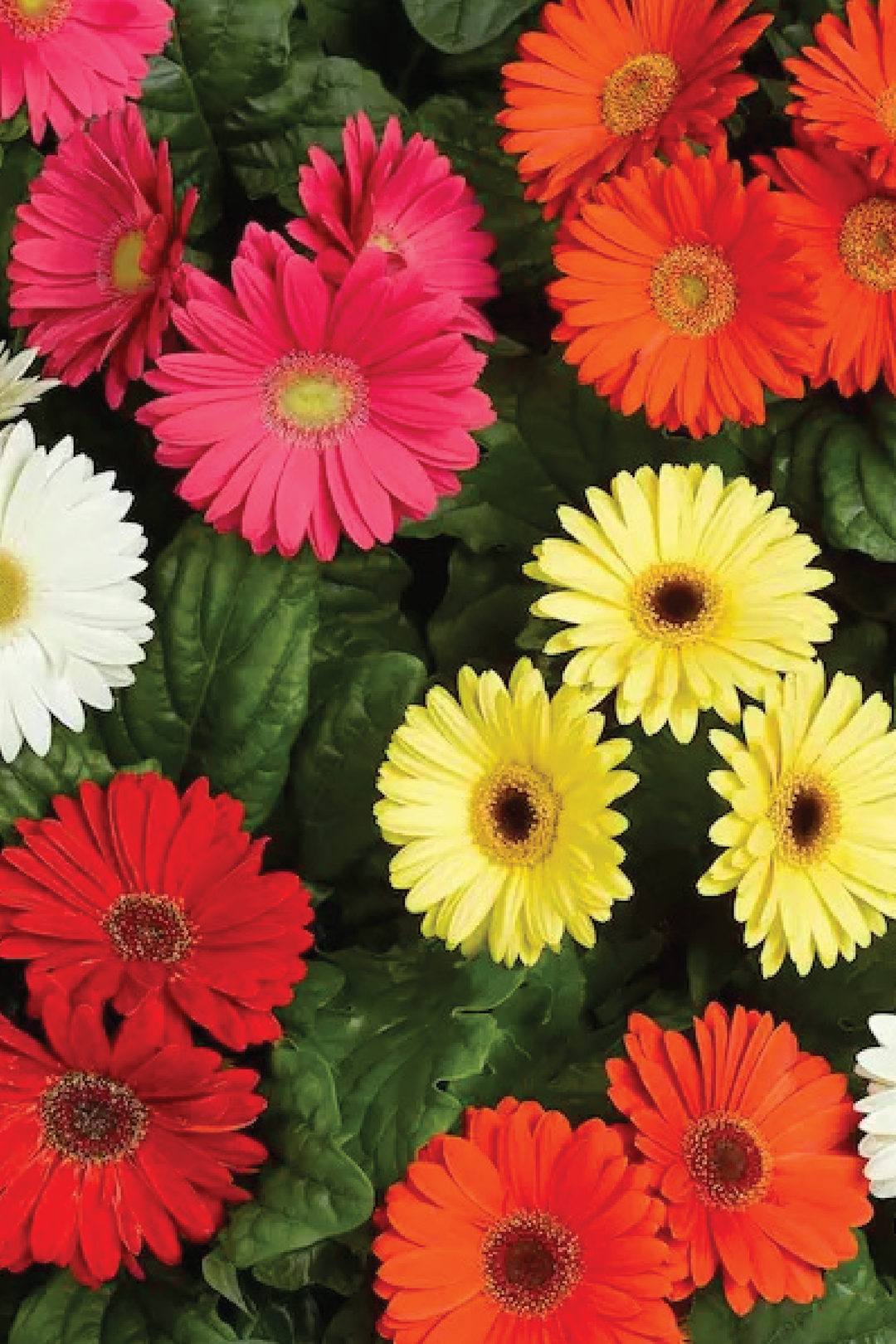GERBERA MIX SEEDS <br> بذور زهور الجربيرا ميكس
