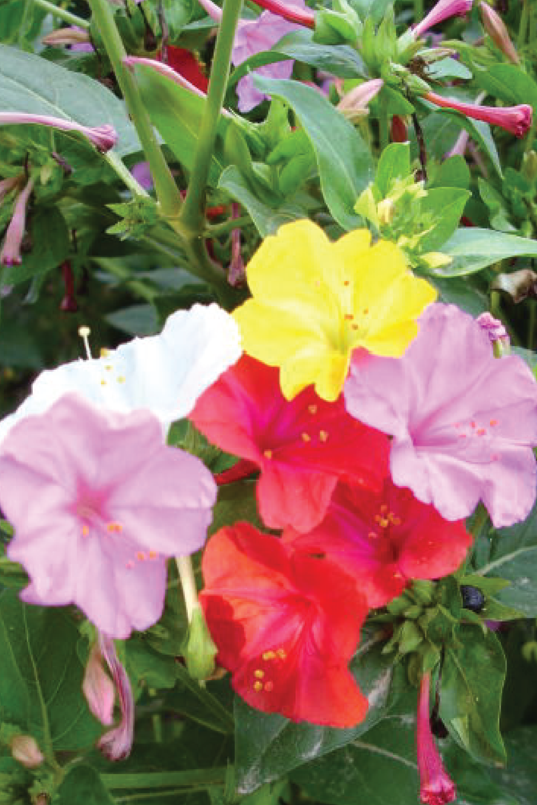 FOUR O'CLOCK FLOWER SEEDS <br> بذور زهور الساعة الرابعة