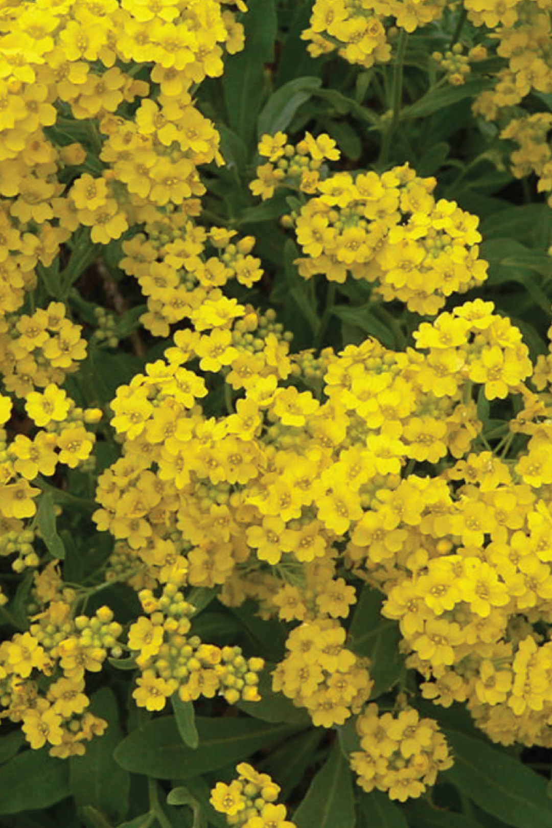 YELLOW ALYSSUM SEEDS <br> بذور زهور الأليسوم الصفراء