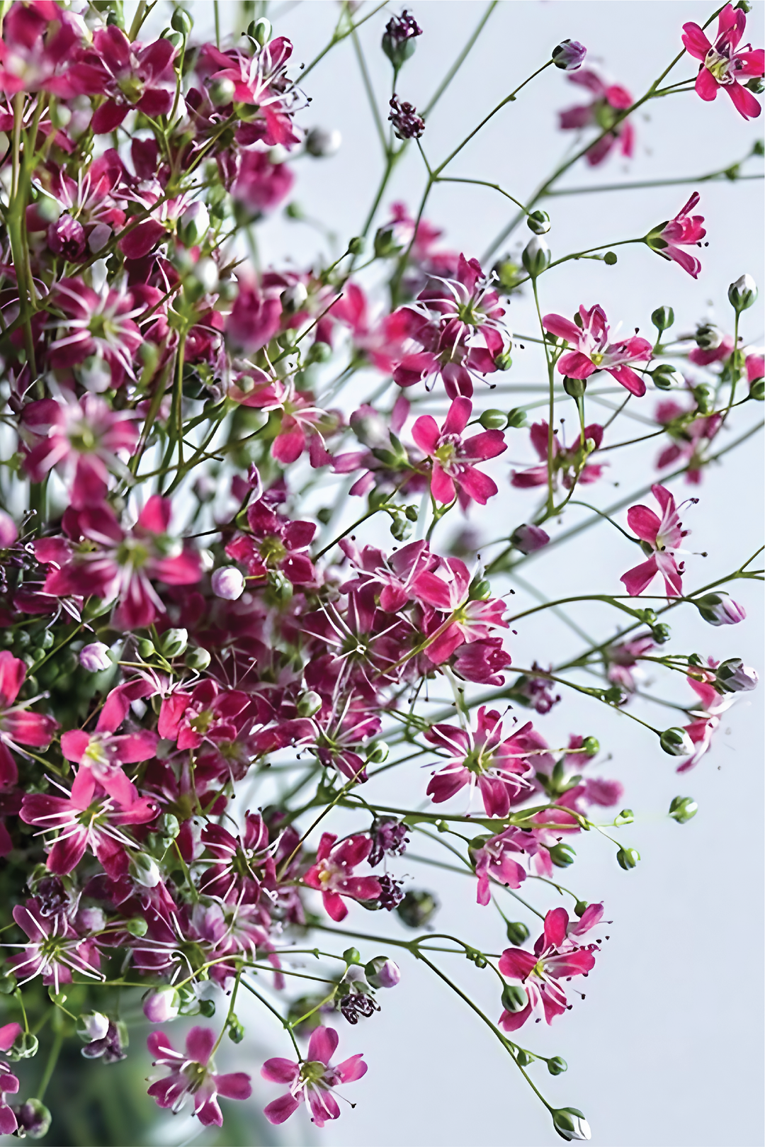 PERENNIAL DIANTHUS SEEDS <br> بذور زهور القرنفل المعمرة