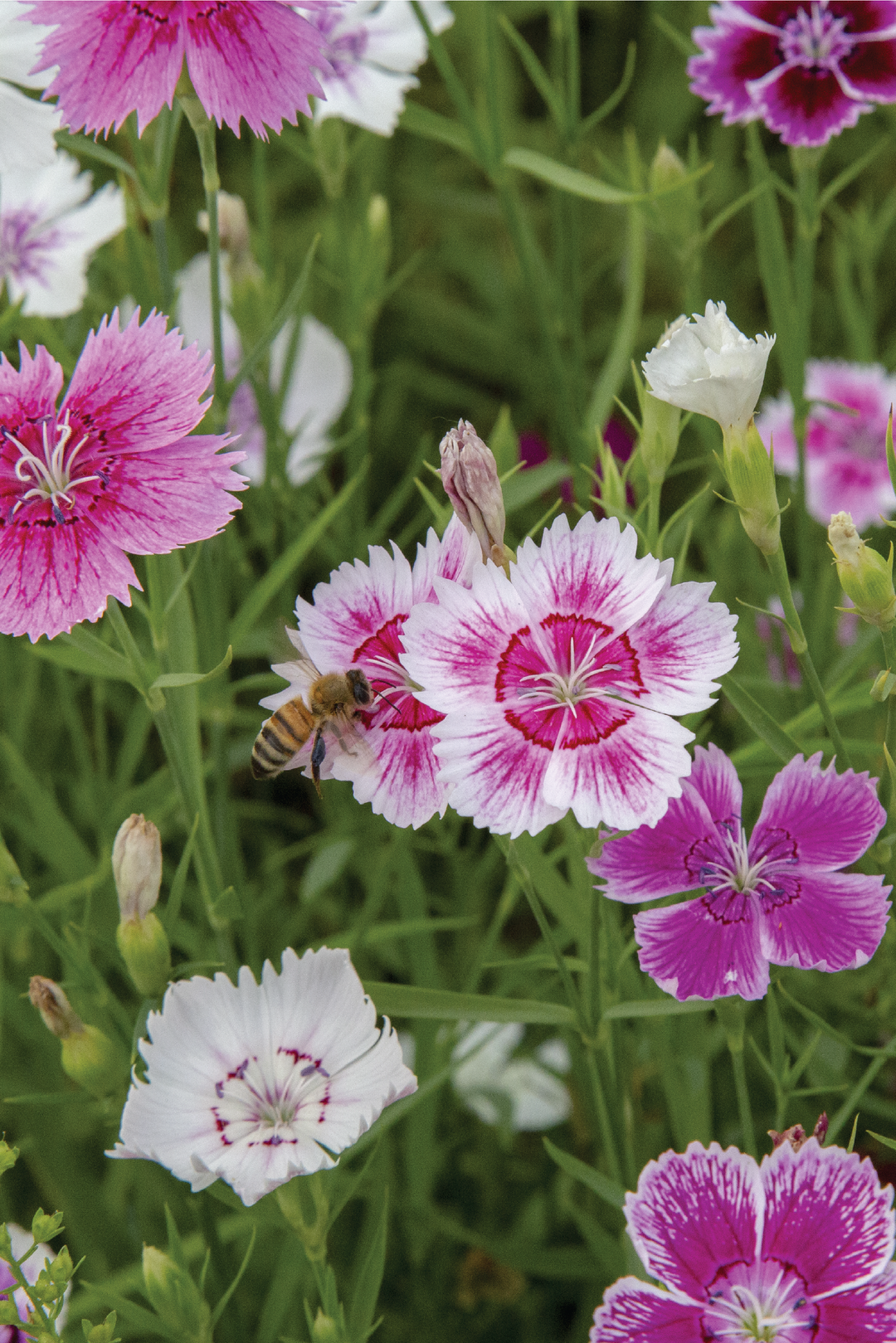 DIANTHUS RAINBOW SEEDS <br> بذور زهور القرنفل قوس قزح