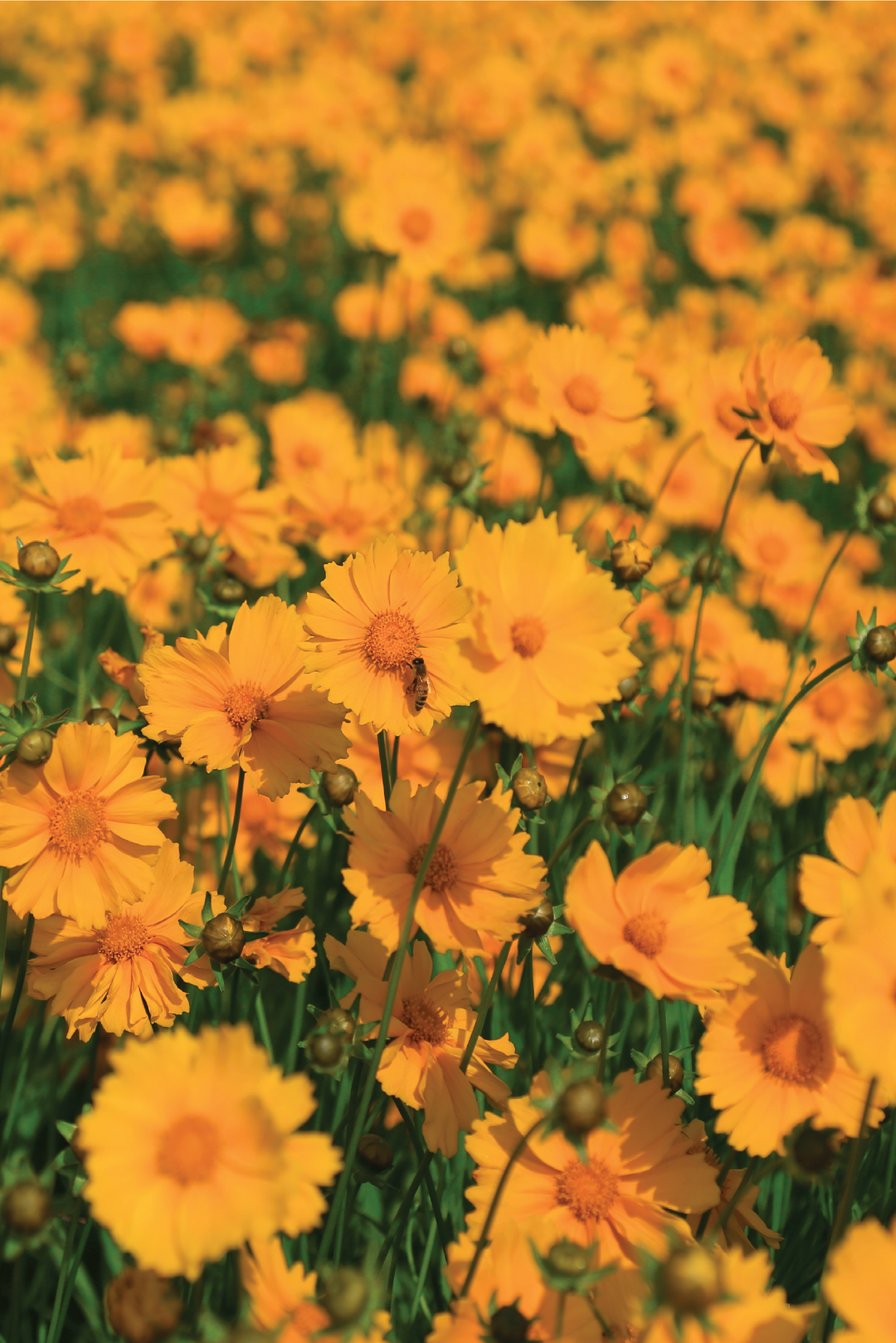 LARGE COREOPSIS SEEDS <br> بذور زهور الكوريوبسيس الكبيرة