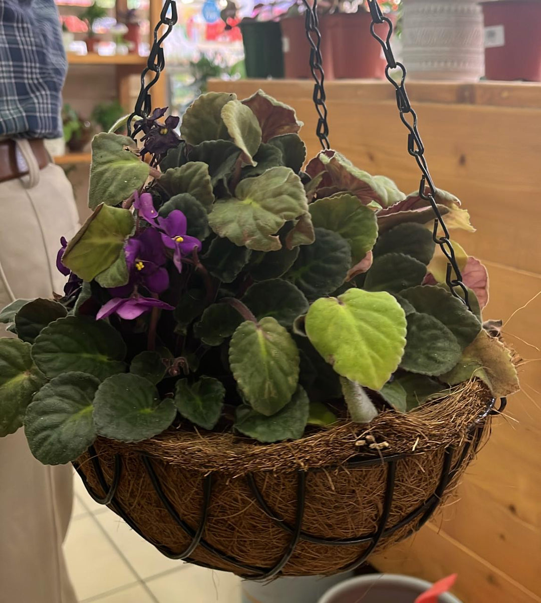 HANGING SPECIAL PLANT - K1