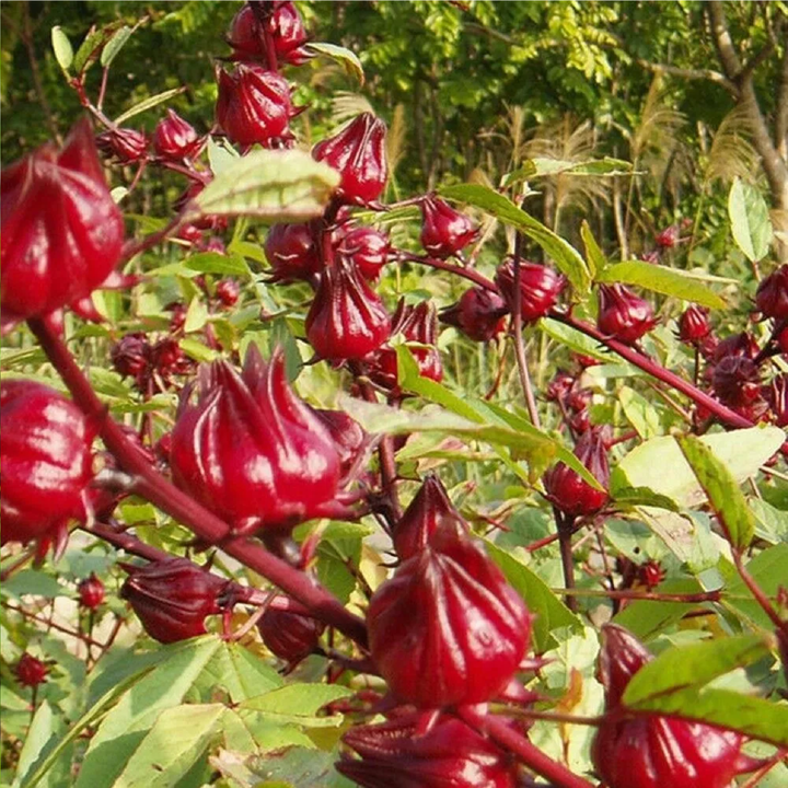 HIBISCUS SEEDS <br> بذور الكركديه