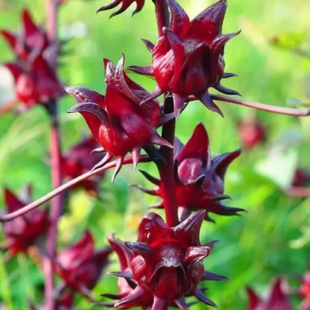 HIBISCUS SEEDS <br> بذور الكركديه