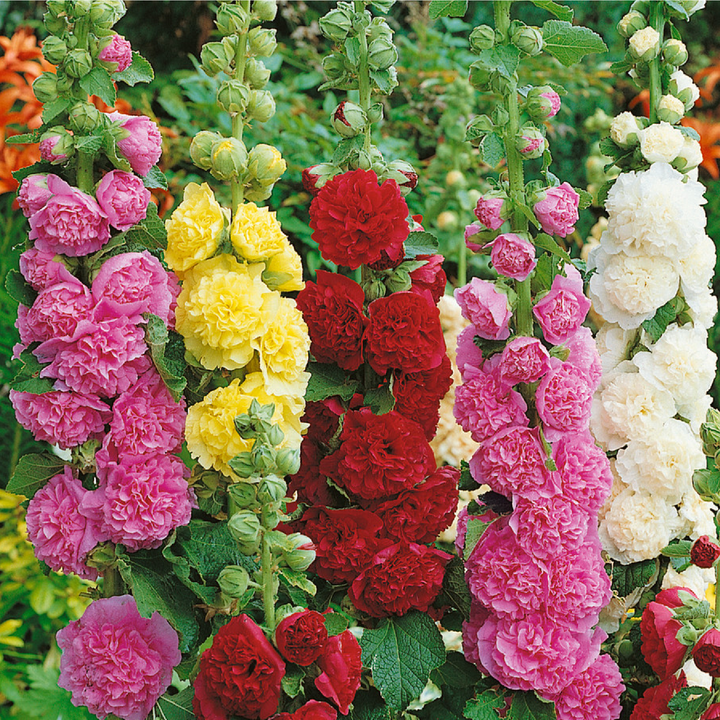 MIX HOLLYHOCK  SEEDS<br>  بذور زهور الخطمية مكس