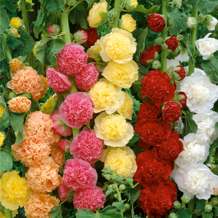 MIX HOLLYHOCK  SEEDS<br>  بذور زهور الخطمية مكس