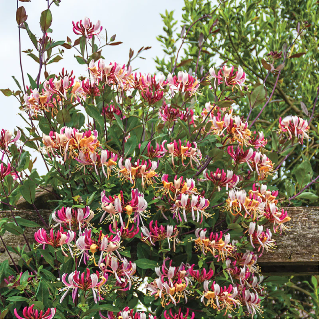 HONEYSUCKLE SEEDS<br> بذور زهور العسل