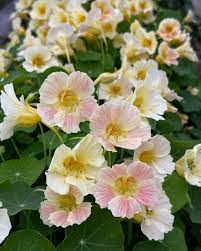 NASTURTIUM TIP TOP PINK BLUSH SEEDLING <br>شتلات زهور أبو خنجر تيب توب بينك بلش