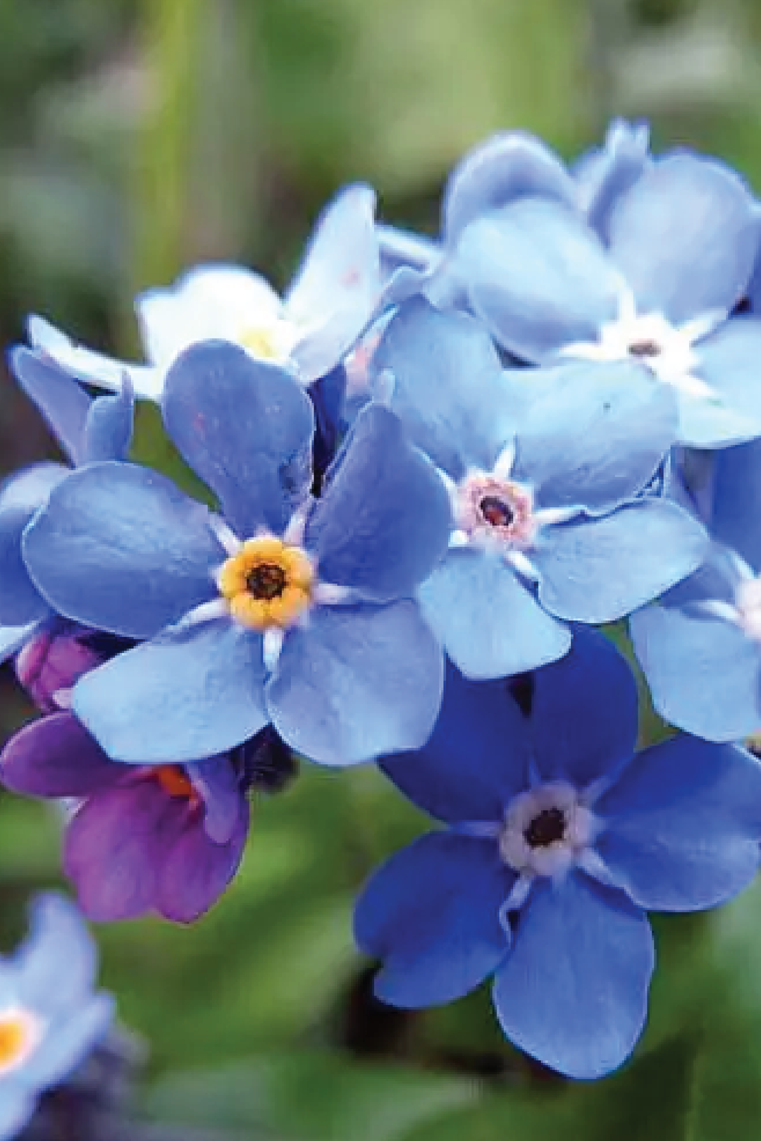 FORGET ME NOT SEEDS <br> بذور زهور لا تنساني