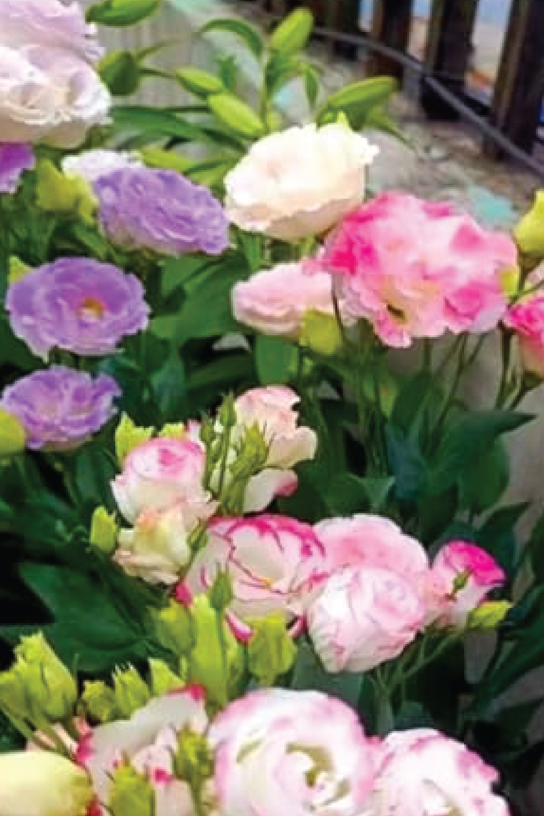 EUSTOMA / LISIANTHUS MIX FLOWER SEEDS