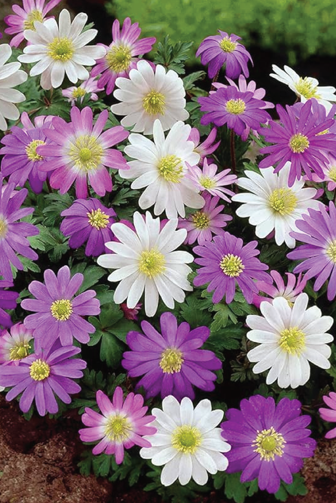 ANEMONES MIX SEEDS <br>بذور خليط زهور الأنيموني