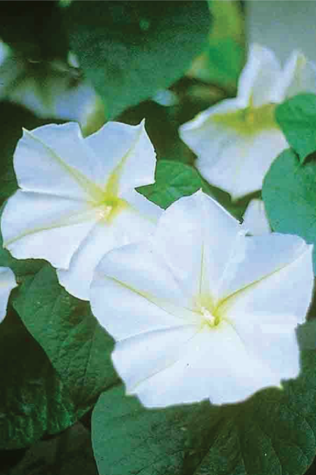 MOONFLOWER SEEDS <br> بذور زهور القمر