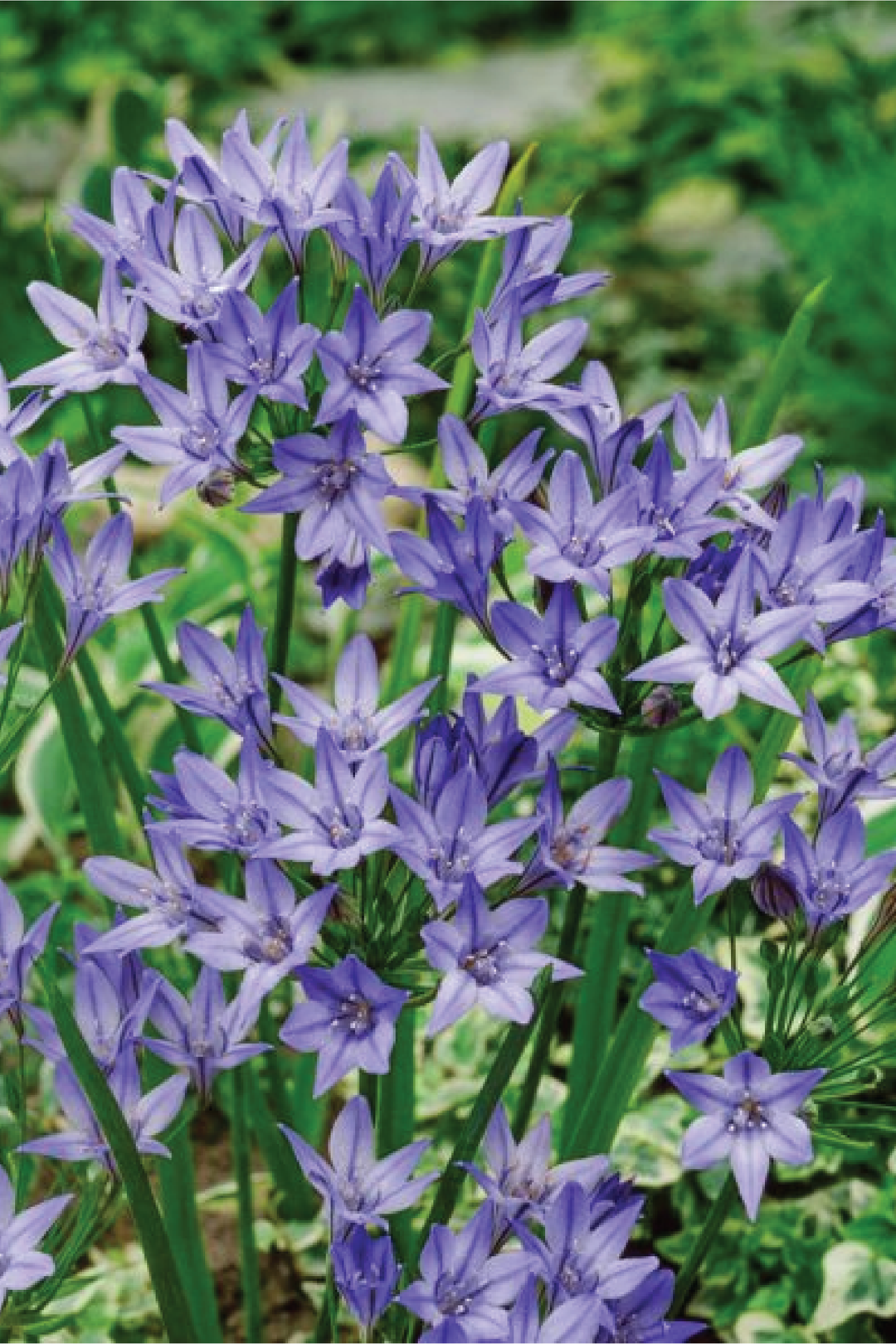 BRODIAEA QUEEN FABIOLA SEEDS <br> بذور زهور بروديا كوين فابيولا