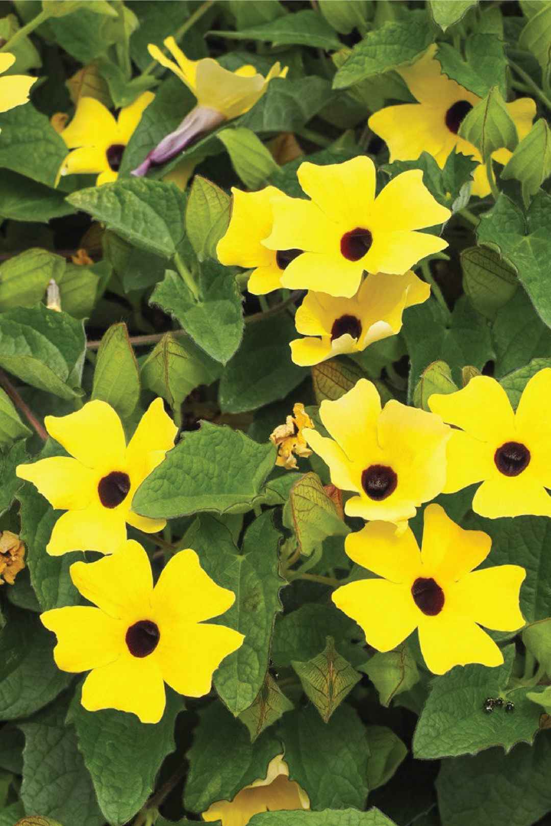 VINE BLACK EYED SUSAN SEEDS <br> بذور عيون سوزان المتسلقة