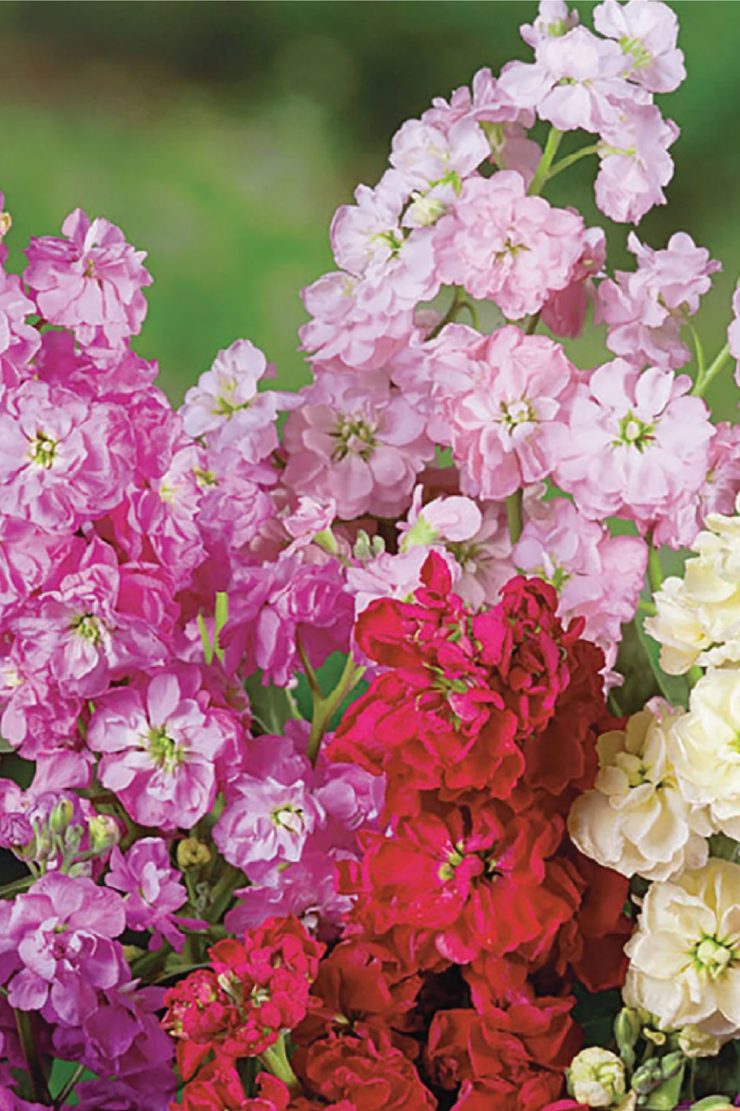 LARKSPUR SEEDS <br> بذور زهور الدلفينيوم