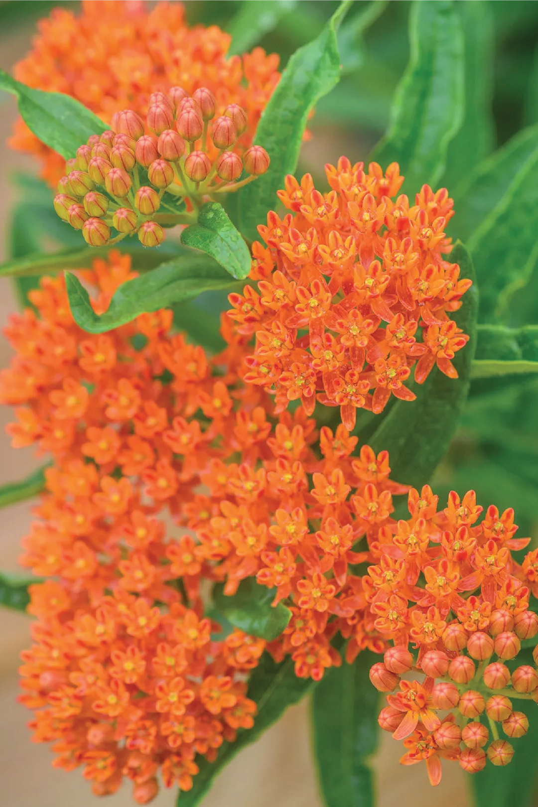 BUTTERFLY MILKWEED SEEDS <br> بذور زهور الصقلاب