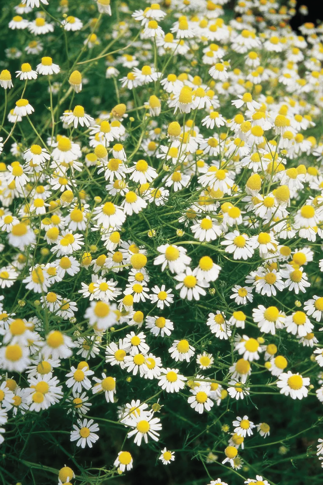 GERMAN CHAMOMILE SEEDS <br> بذور زهور البابونج الألماني