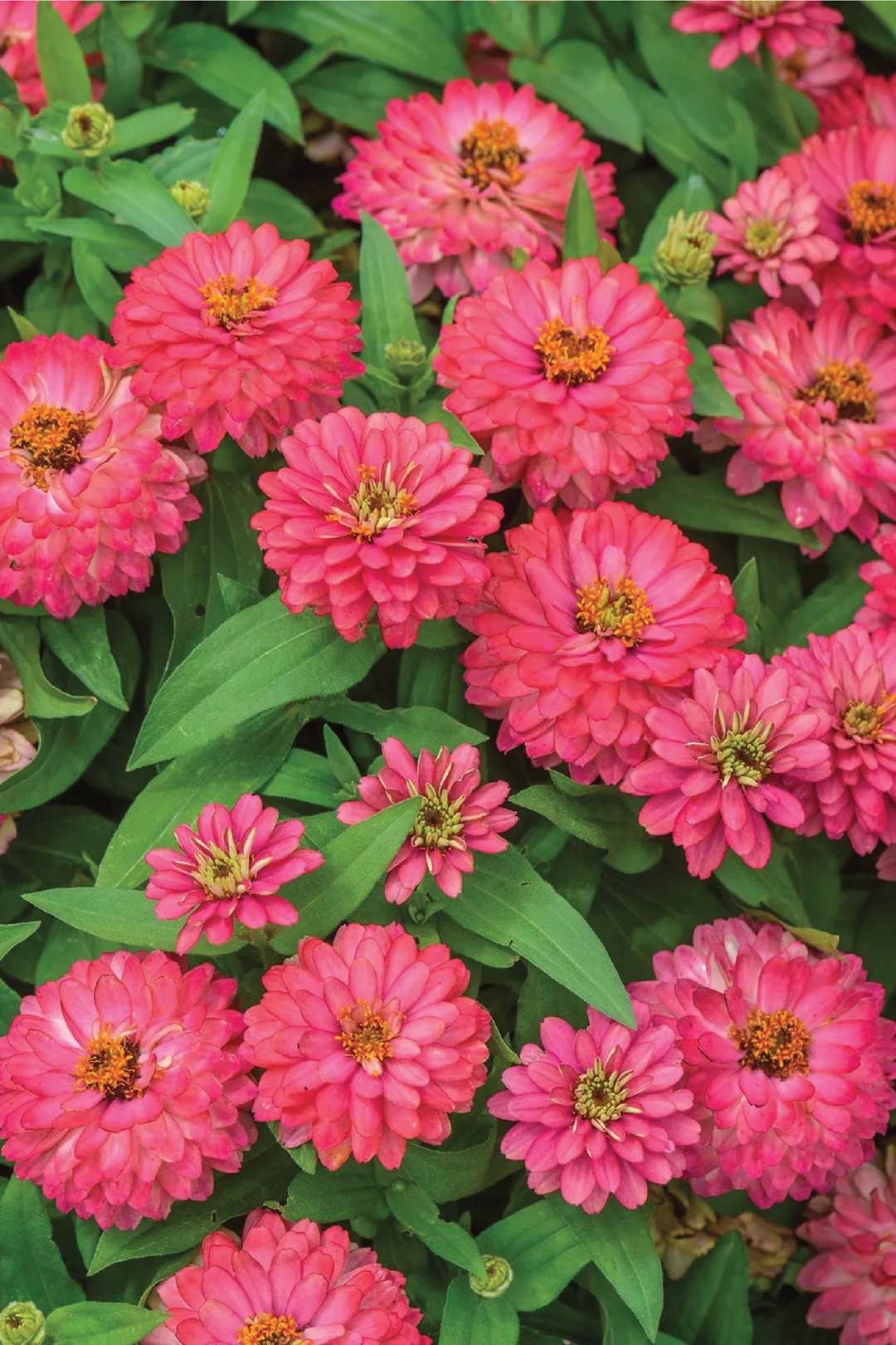 VIOLET QUEEN ZINNIA SEEDS <br> بذور الزينيا فايولت كوين