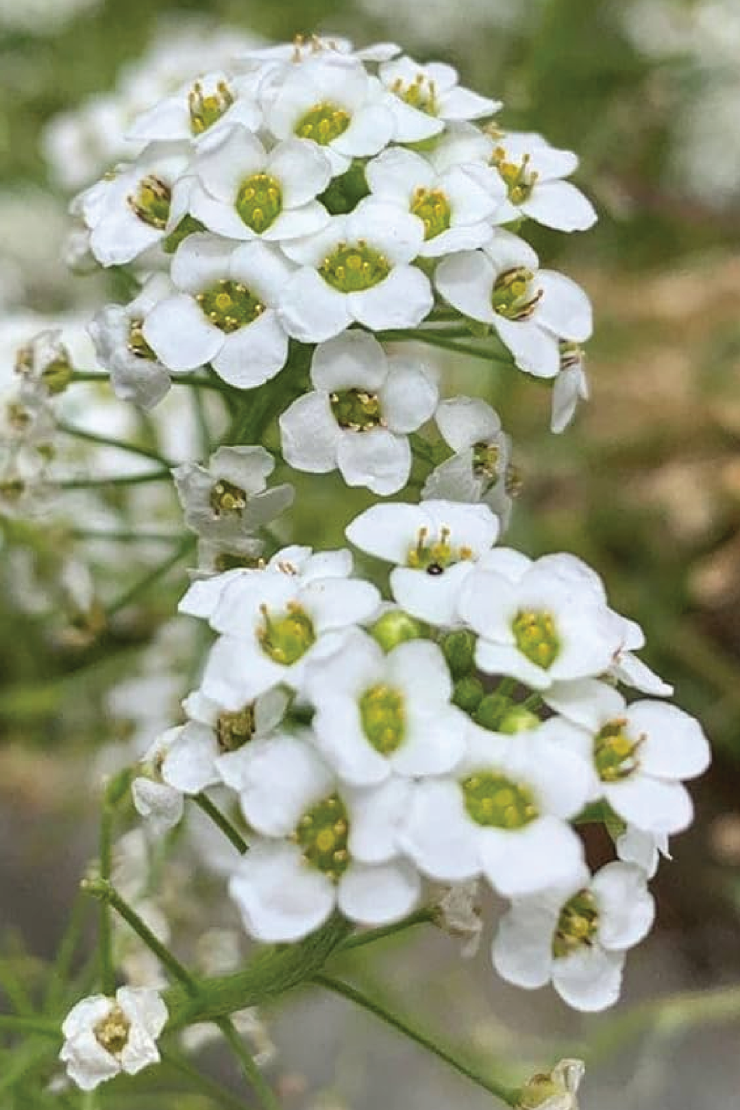WHITE ALYSSUM SEEDS <br> بذور زهور الأليسيوم البيضاء