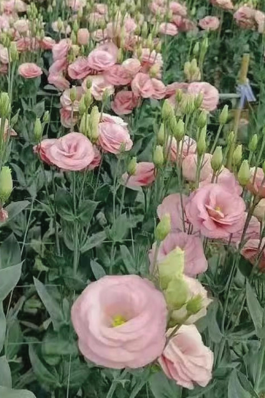 EUSTOMA / LISIANTHUS LIGHT PINK FLOWER SEEDS