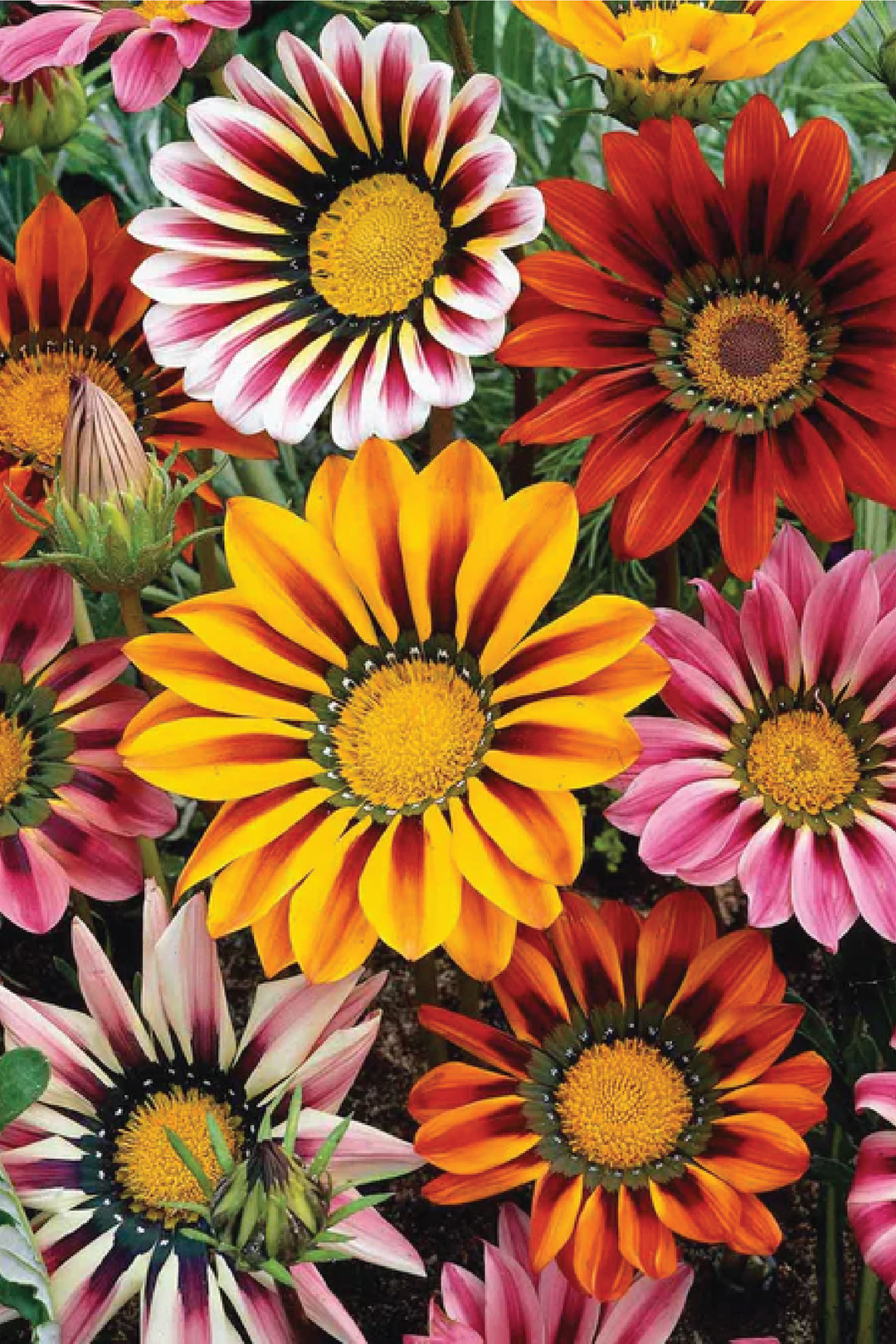GAZANIA SUNSHINE MIX SEEDS <br> بذور زهور الجيزانيا صن شاين