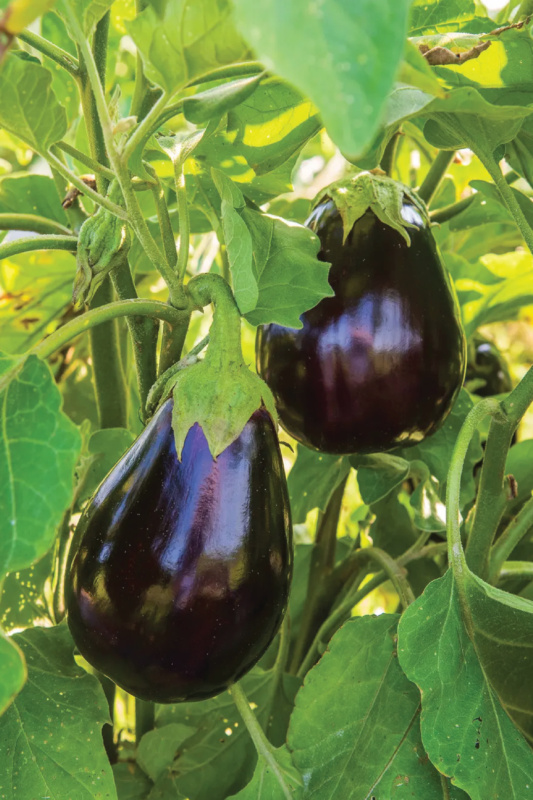 EGGPLANT BLACK BEAUTY SEEDS <br> بذور الباذنجان بلاك بيوتي