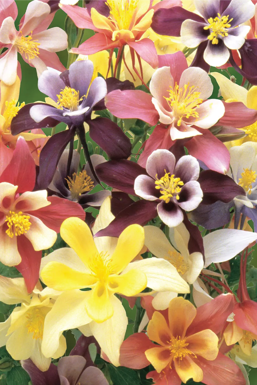 HARLEQUIN MIX COLUMBINE SEEDS <br> بذور زهور الأقحوان هارليكوين الملونة