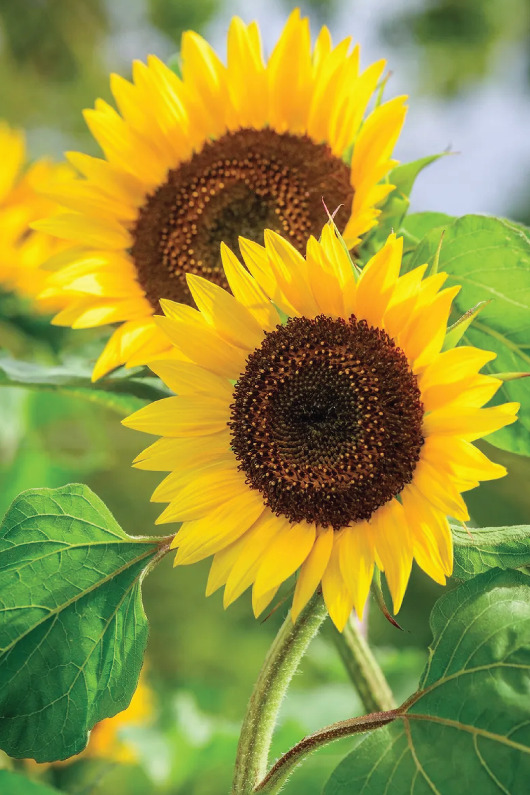 SUNFLOWER BUSY BEE SEEDS <br> بذور دوار الشمس بزي بي
