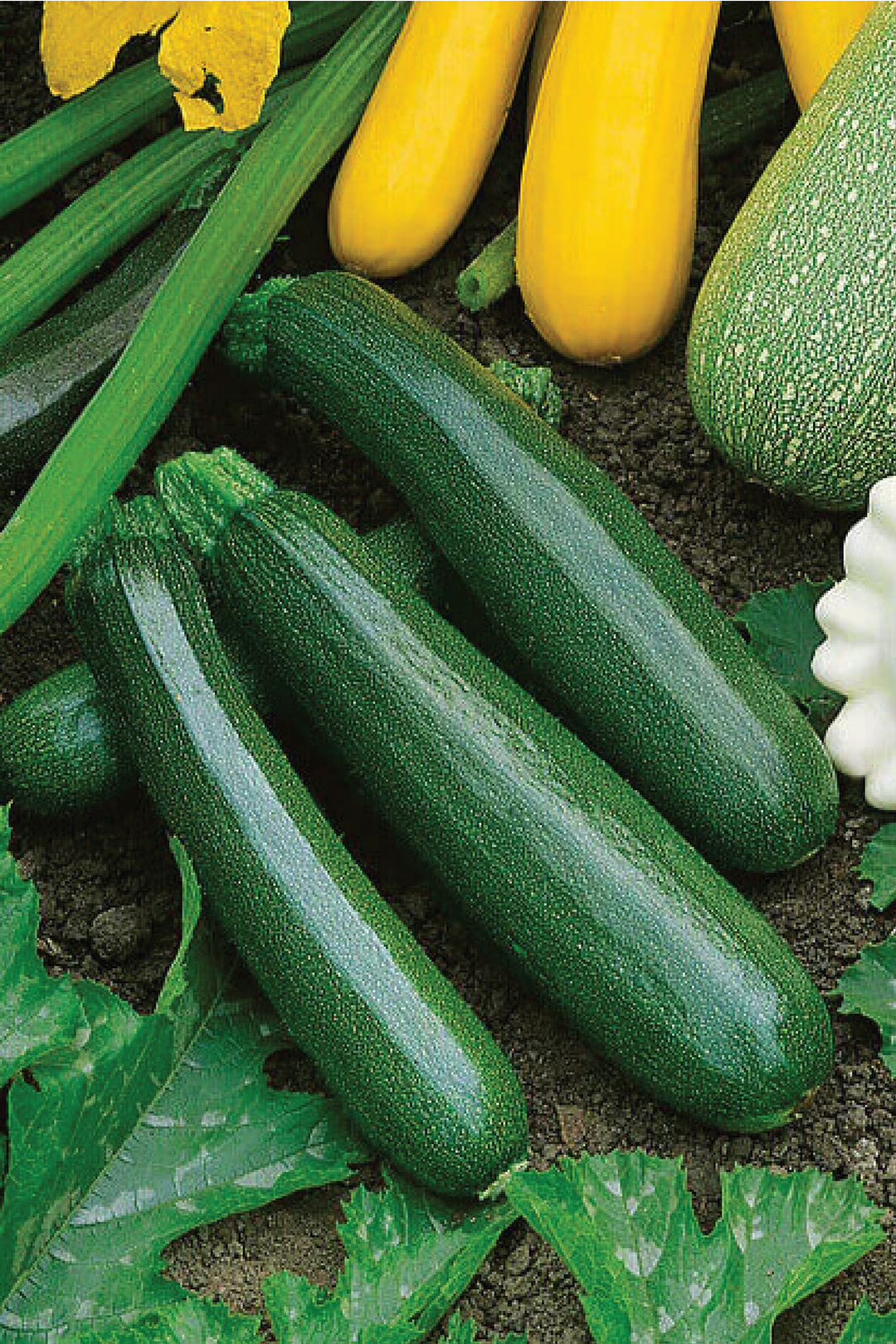 DARK GREEN ZUCCHINI SEEDS <br> بذور الكوسا الخضراء الداكنة