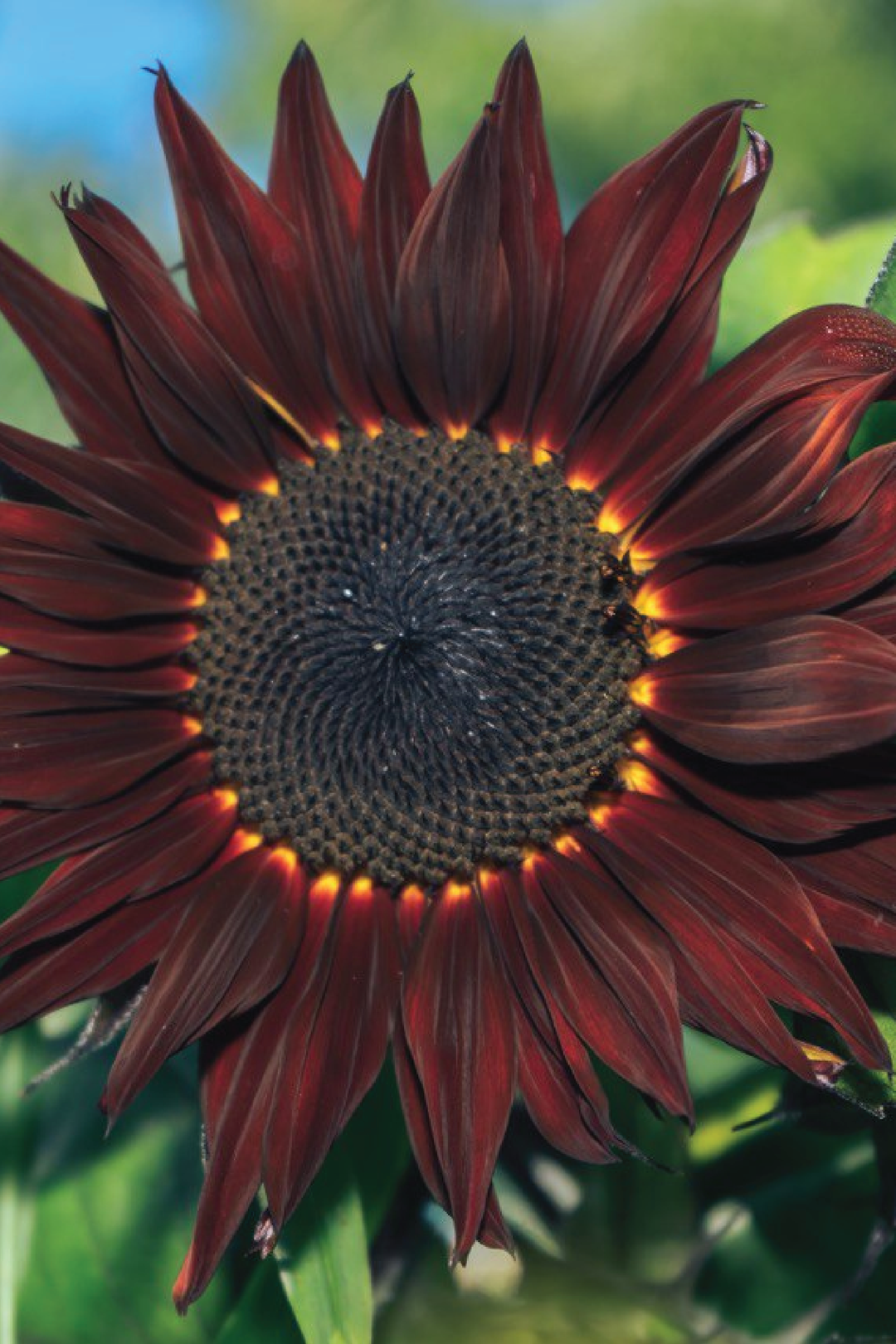 SUNFLOWER CHIANTI SEEDS <br> بذور دوار الشمس كيانتي