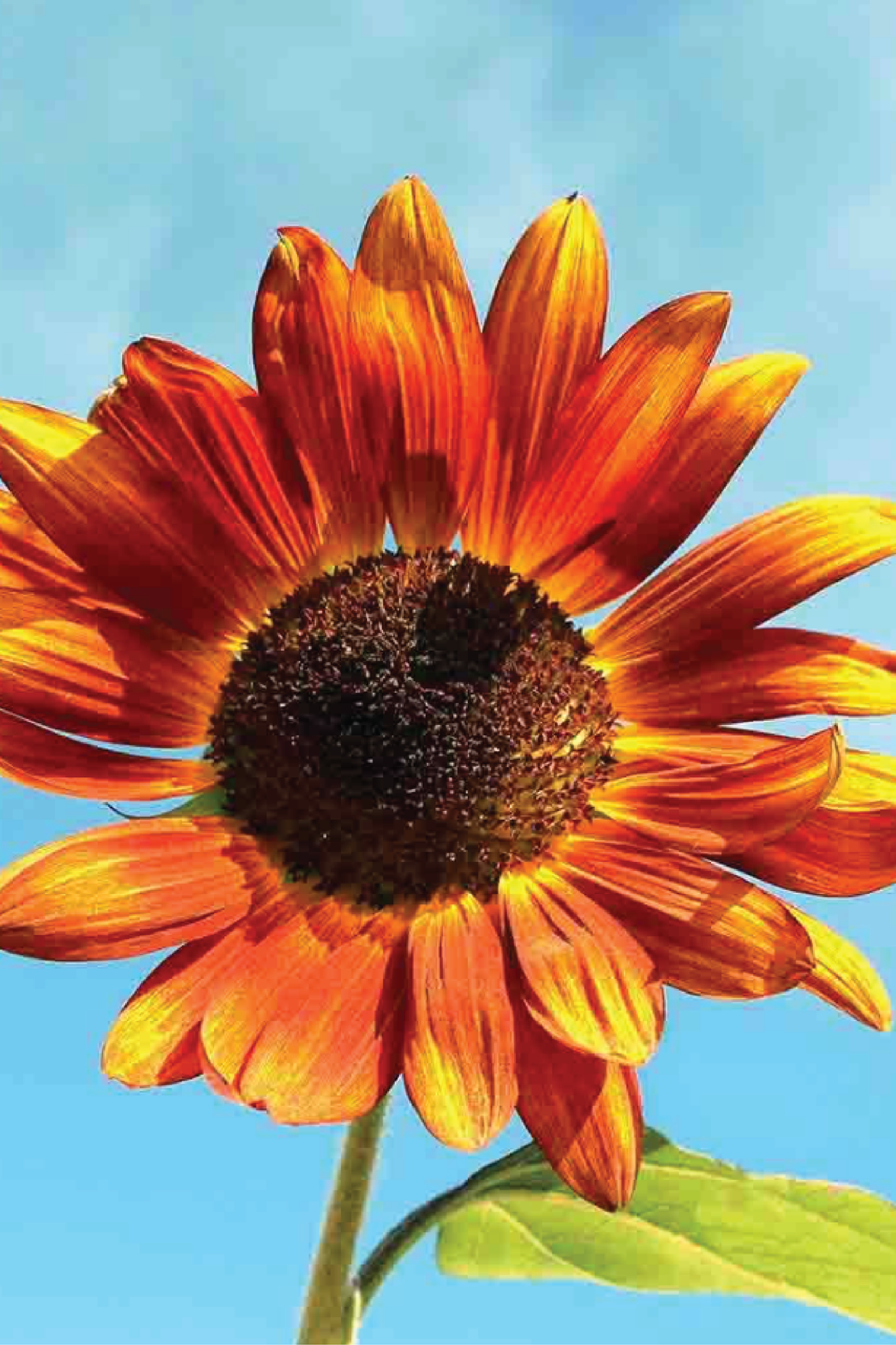 SUNFLOWER VELVET QUEEN SEEDS <br> بذور زهور دوار الشمس فيلفت كوين