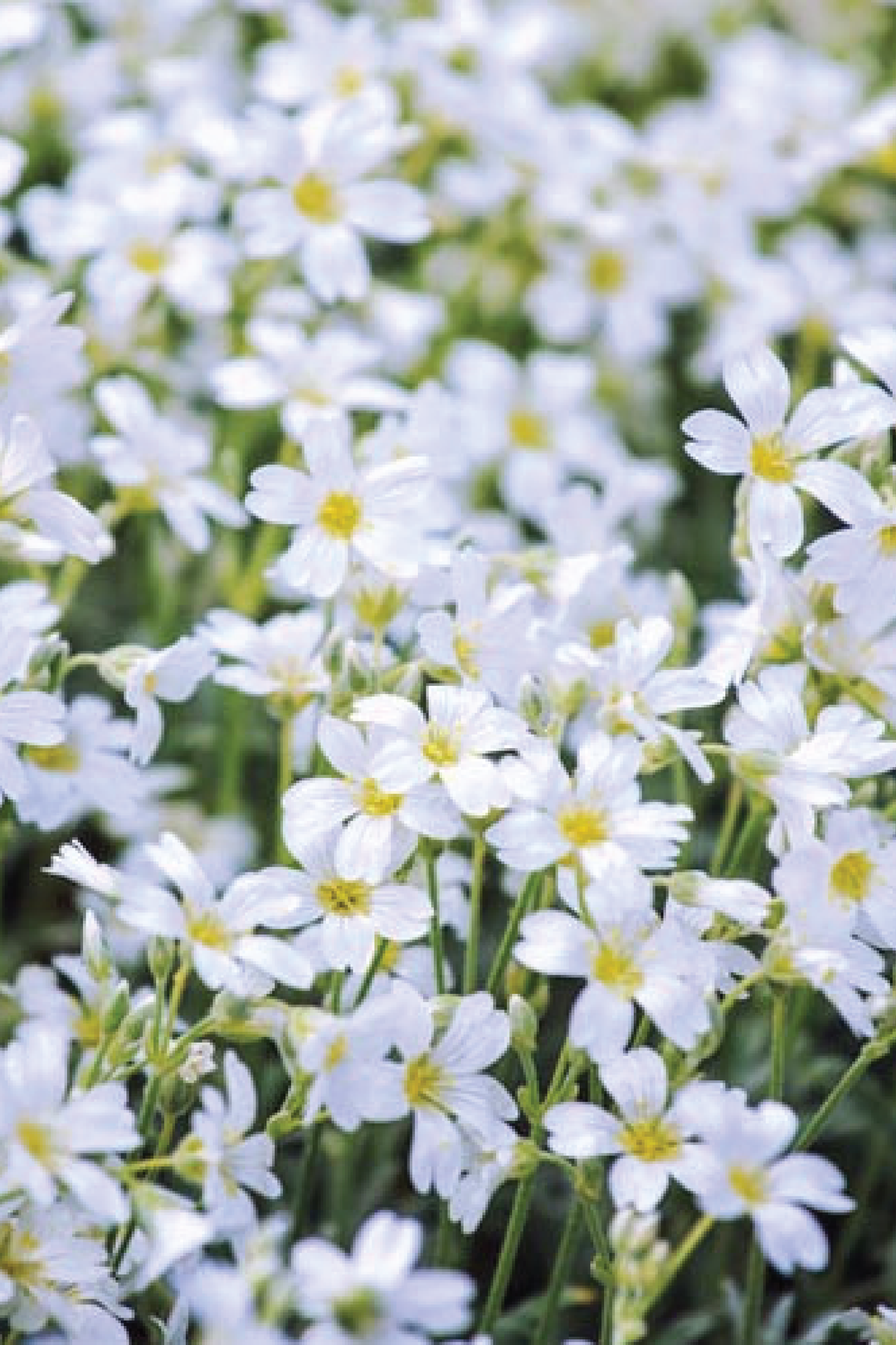 SNOW IN SUMMER SEEDS <br> بذور زهور الثلج في الصيف