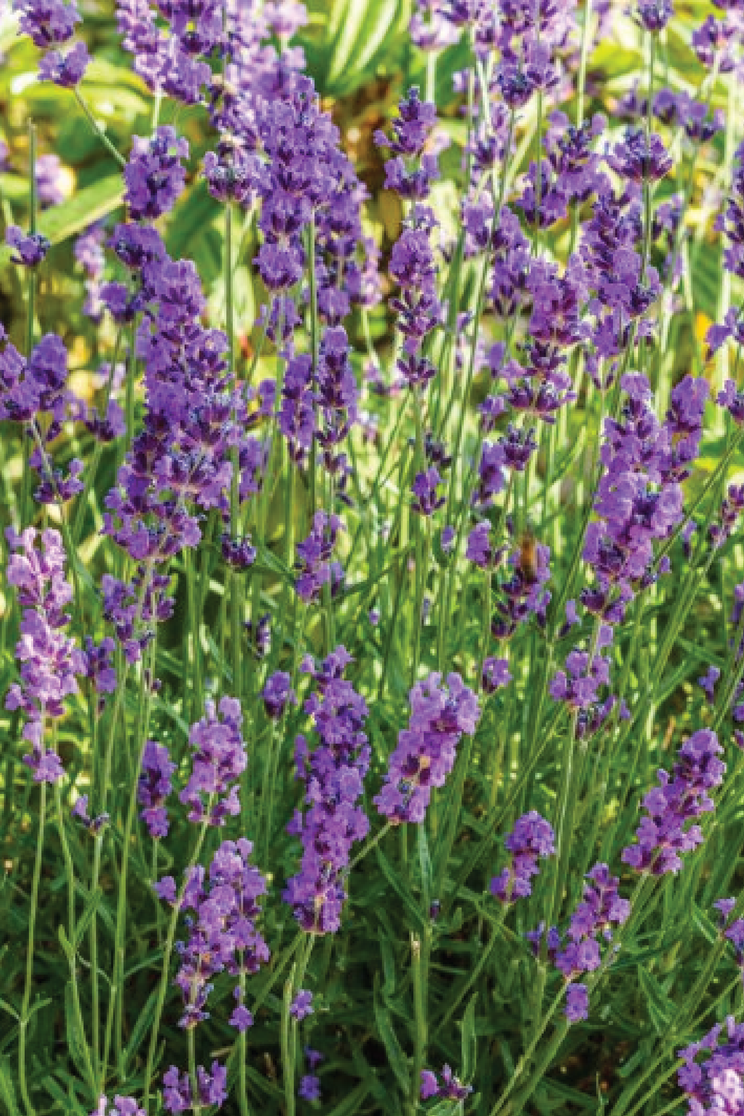 LAVENDER MUNSTEAD SEEDS <br> بذور زهور اللافندر مونستيد