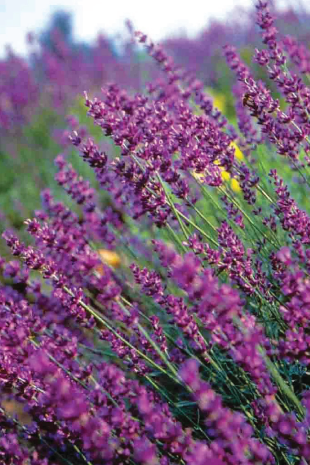 LAVENDER TRUE SEEDS <br> بذور لافندر ترو