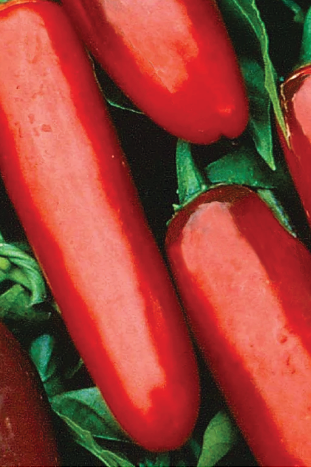 PEPPER SERRANO CHILI SEEDS <br> بذور فلفل سيرانو الحار