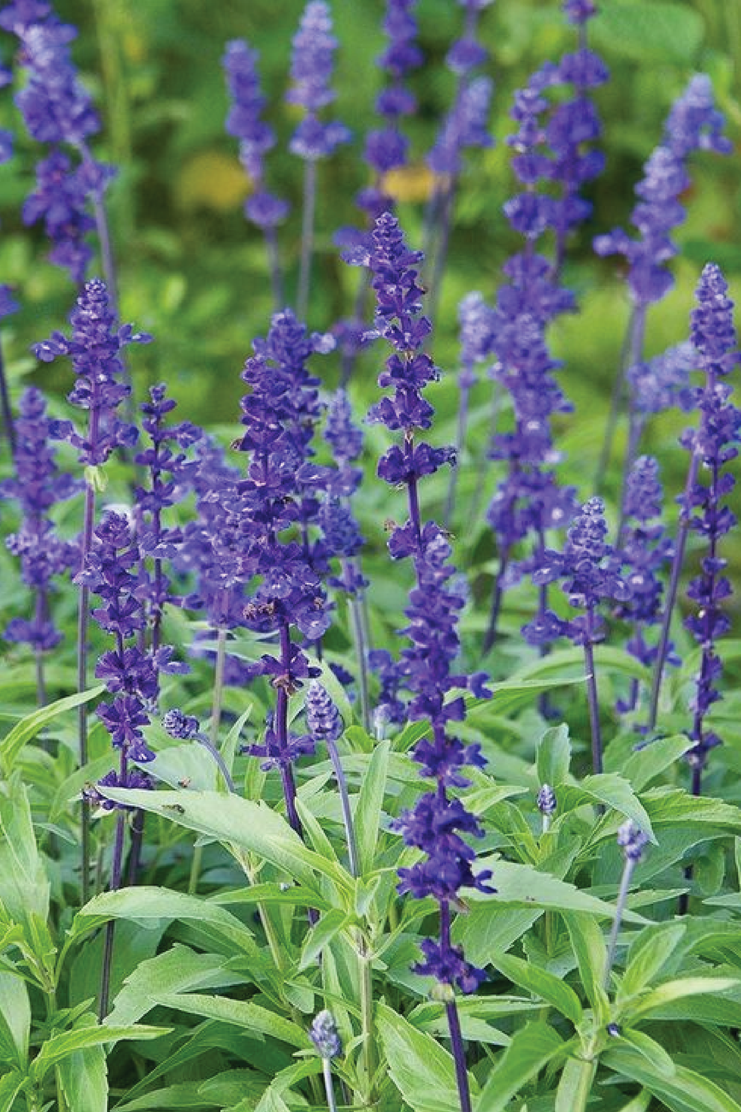 SALVIA BLUE BEDDER SEEDS <br> بذور زهور سالفيا بلو بيدر