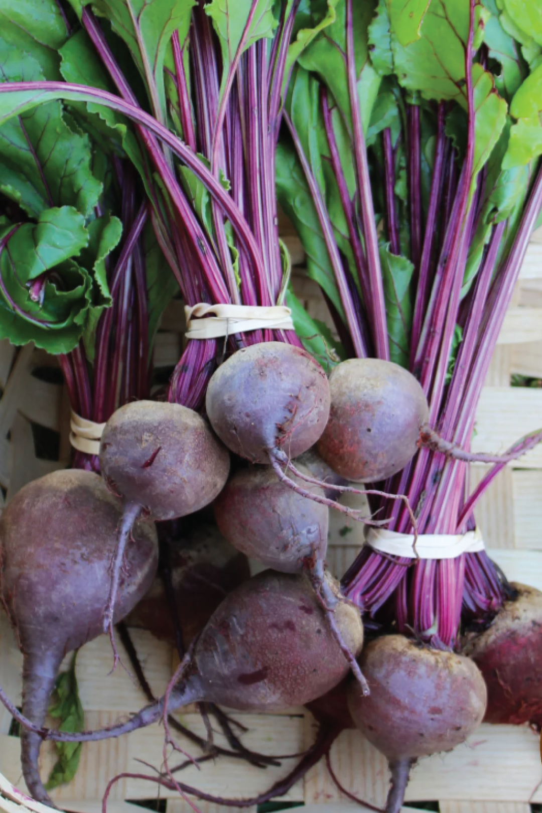 BEETROOT EARLY WONDER SEEDS <br> بذور الشمندر إيرلي ووندر