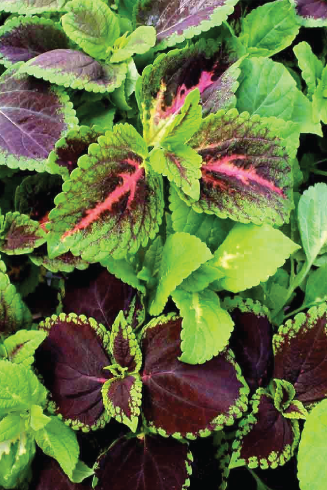 COLEUS RAINBOW MIX SEEDS <br> بذور السجاد قوس قزح