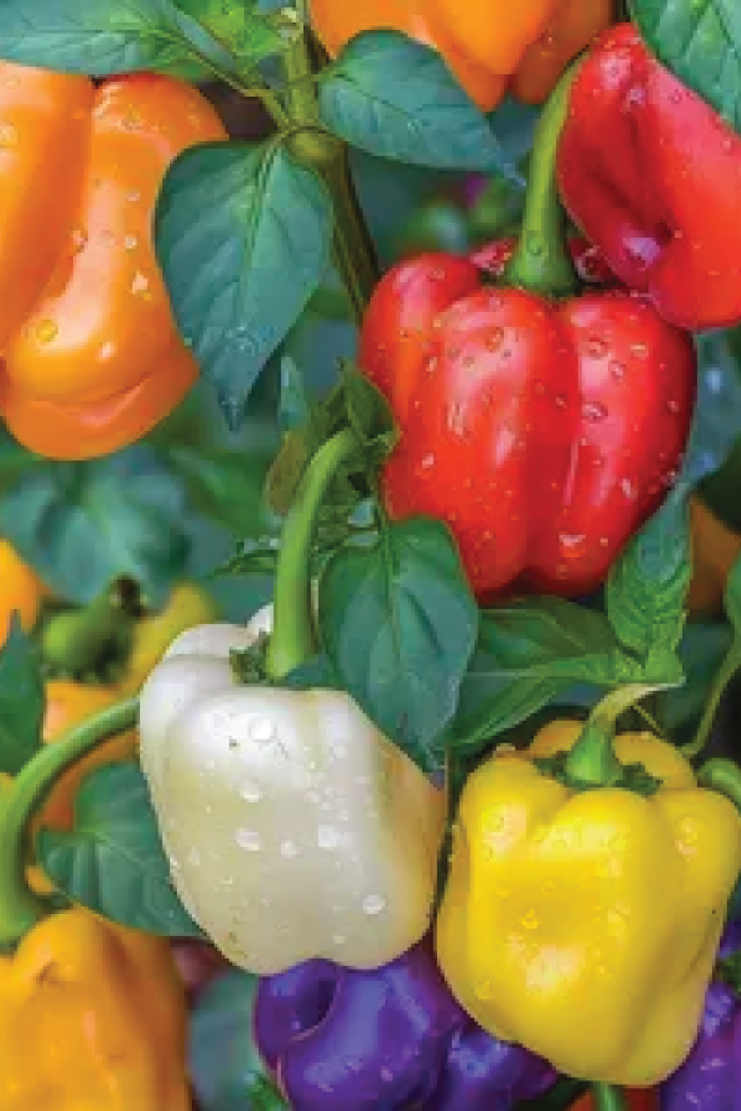 PEPPER GRAND BELL MIX SEEDS <br> بذور فلفل جراند بيل مكس