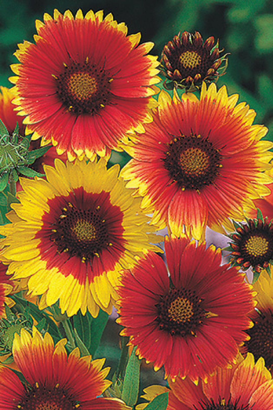GAILLARDIA BLANKET FLOWER SEEDS <br> بذور زهور عنبر كشمير