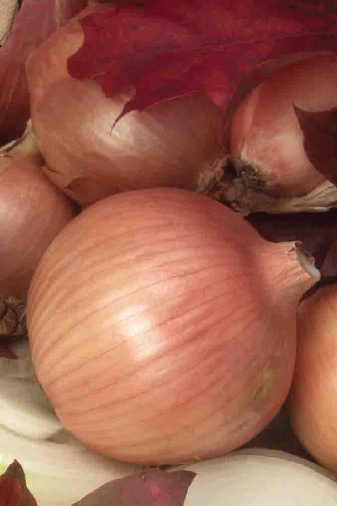 ONION SWEET SPANISH YELLOW UTAH SEEDS <br> بذور بصل سويت سبانيش يلو يوتا