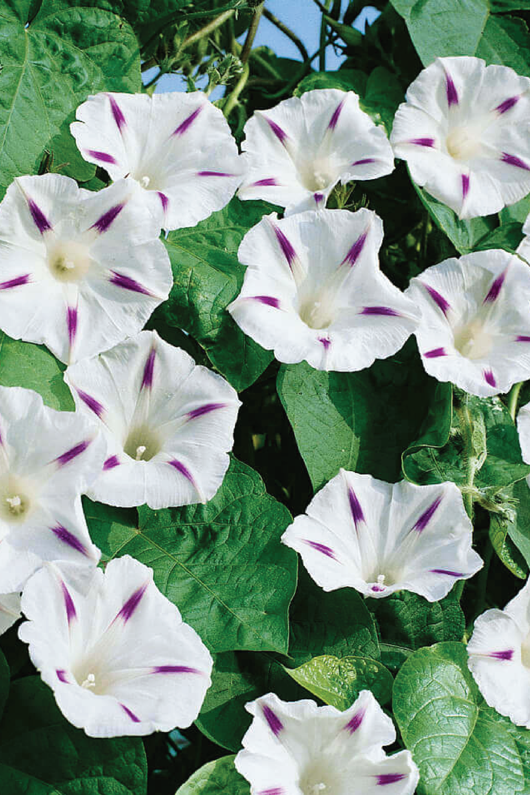 MILKY WAY MORNING GLORY SEEDS <br> بذور زهور مجد الصباح ميلكي واي