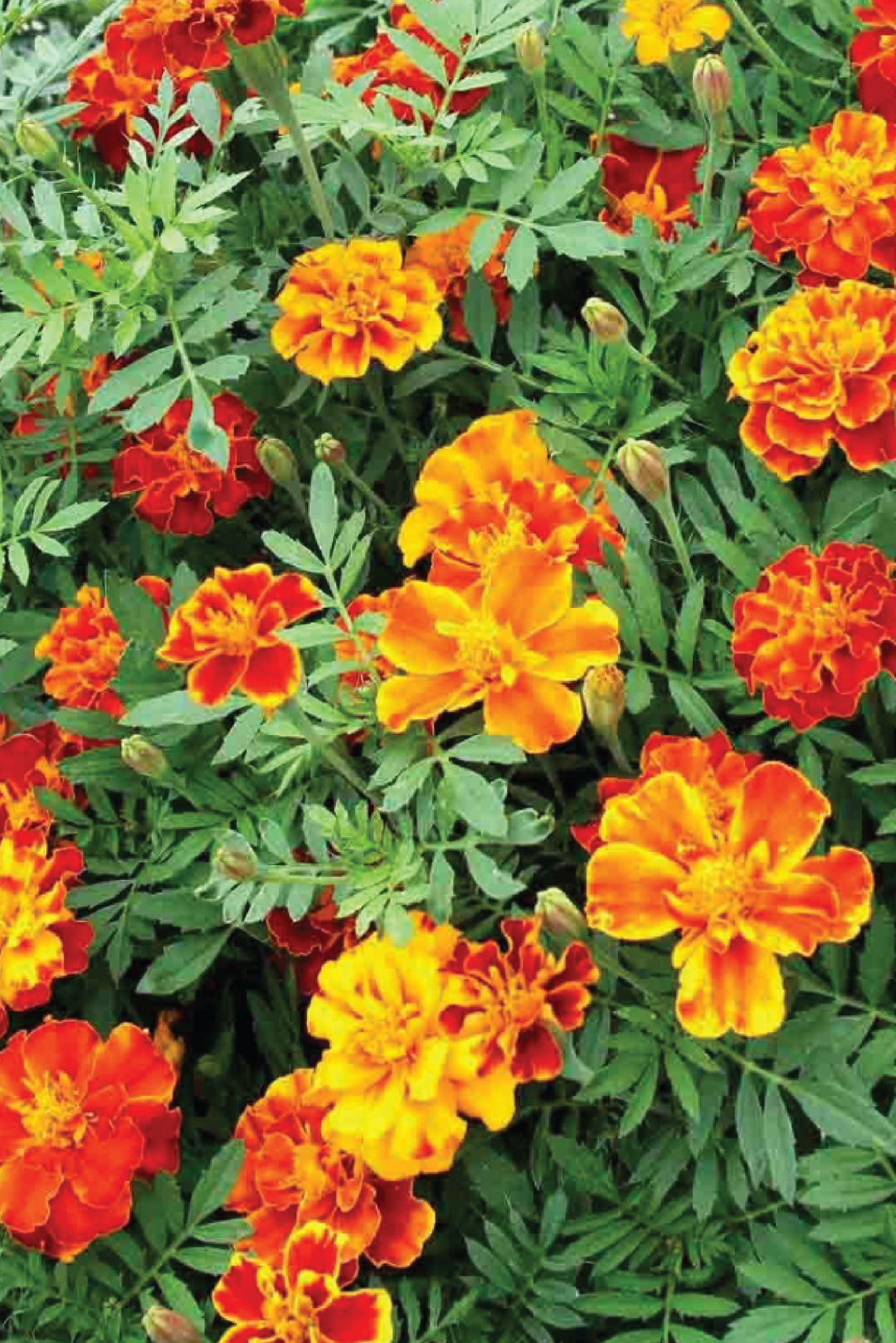 MARIGOLD DWARF BOLERO SEEDS <br> بذور زهور القطيفة القزمية بوليرو