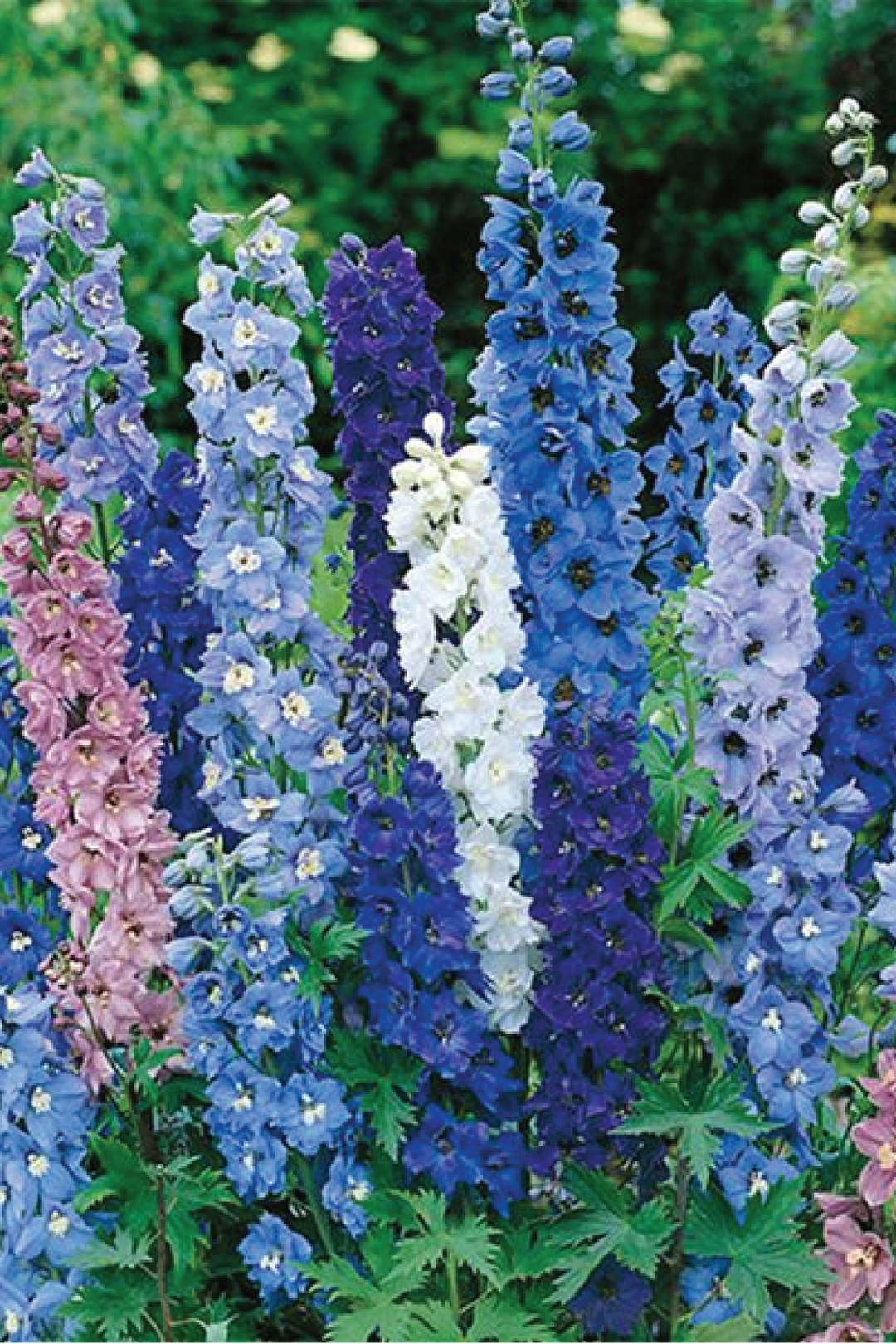 DELPHINIUM MAGIC FOUNTAIN MIX SEEDS <br> بذور زهور الدلفينيوم ماجيك فاونتن مكس