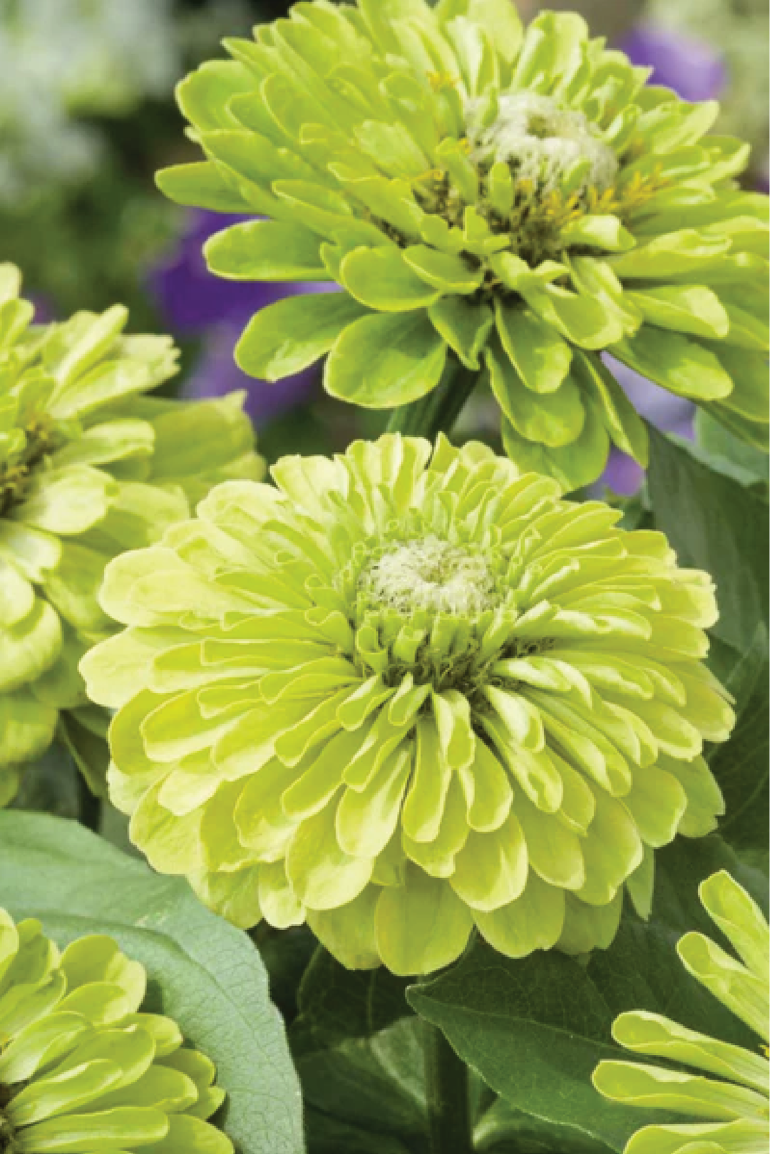 ZINNIA ENVY SEEDS <br> بذور زهور الزينيا إنفي