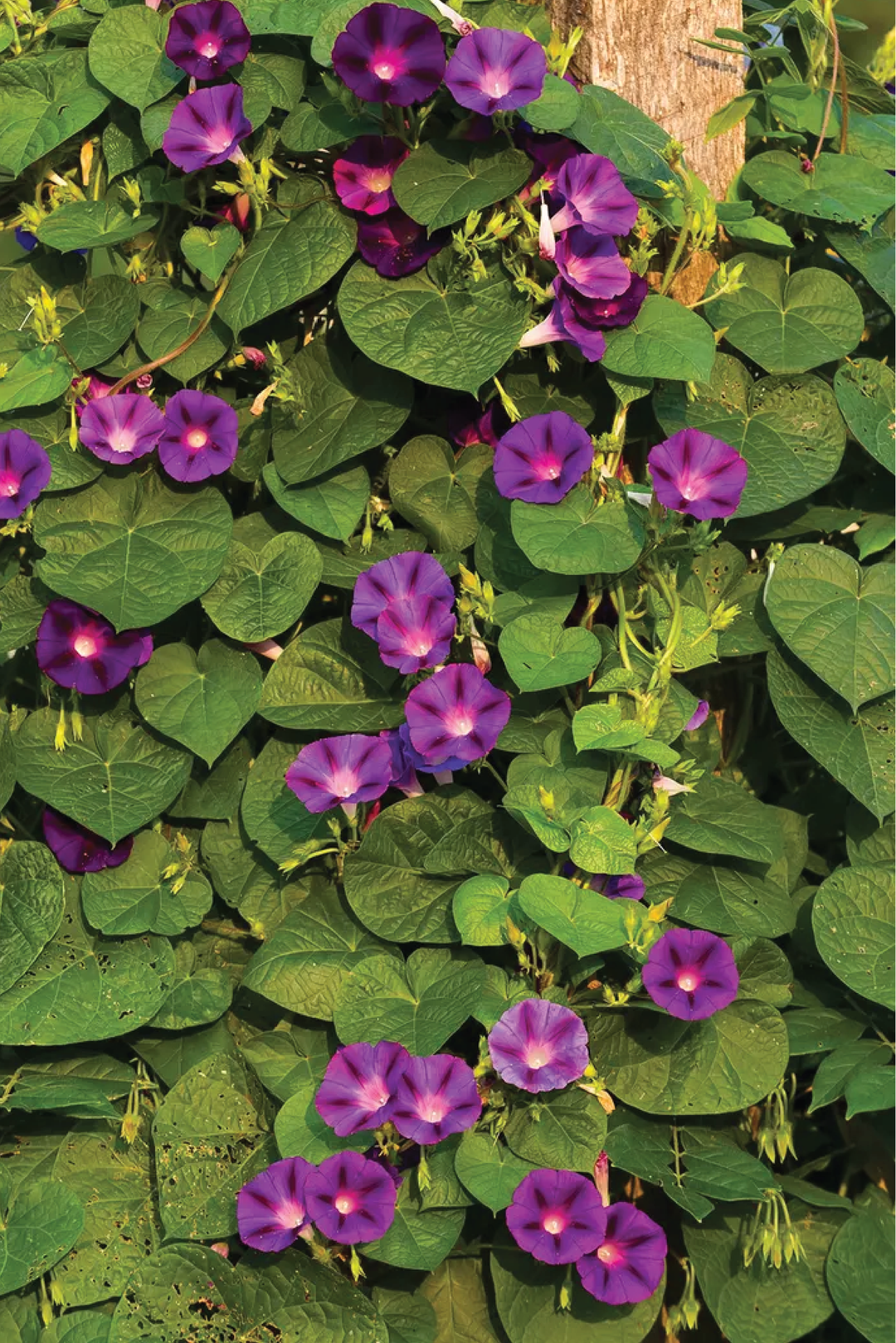 GRANDPA OTT MORNING GLORY SEEDS <br> بذور زهور مجد الصباح غراندبا أوت
