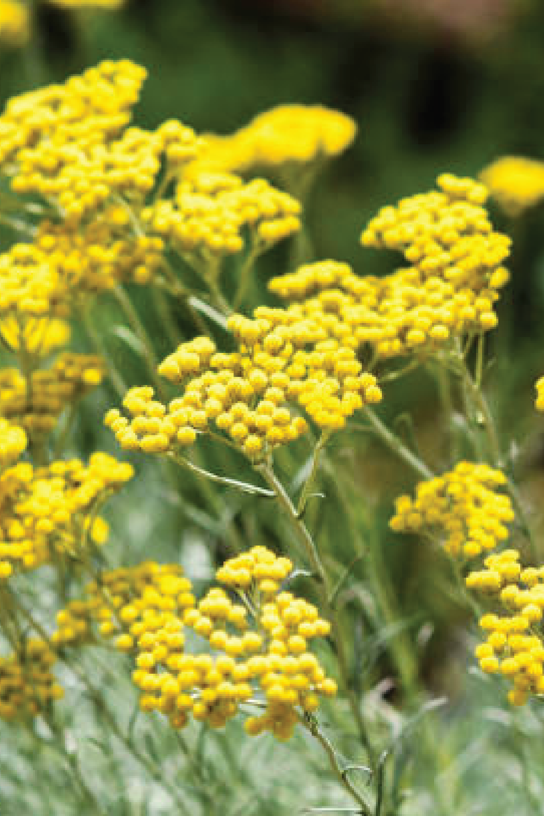 HELICHRYSUM TALL DOUBLE MIX SEEDS <br> زهور الهيليكريسوم الدبل مكس