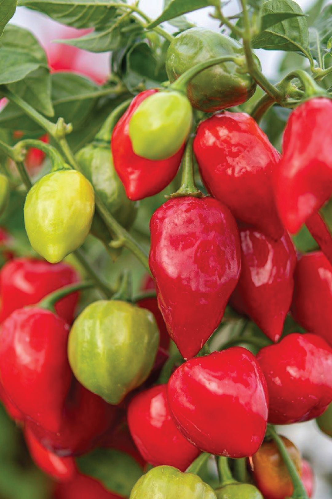 HABANERO HOT PEPPER SEEDS <br> بذور فلفل هابانيرو الحار